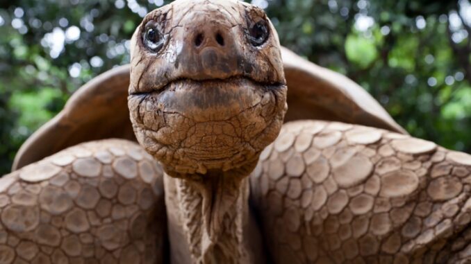 Lý do lùa diệt 140.000 con dê trên đảo Galapagos là gì?