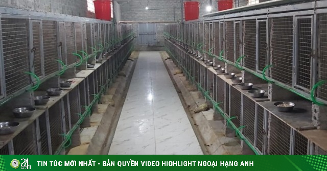 Tiết kiệm số tiền tích lũy để thử sức với công việc mới, 8x Nghệ An thu lãi tỷ đồng hàng năm