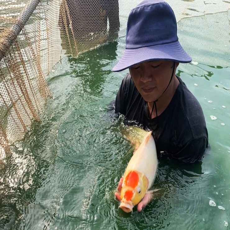 Kết hợp nuôi cá chạch lấu và cá koi mang lại thu nhập cao cho anh.
