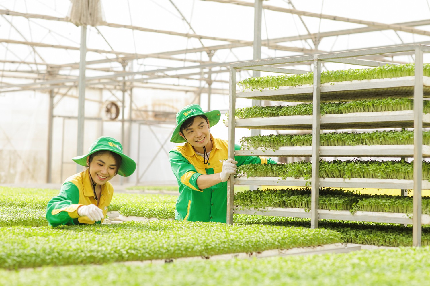 Các công nhân tại WinEco đang tất bật thu hoạch những luống rau mầm xanh ươm sau quá trình vun trồng với quy trình nghiêm ngặt “3 kiểm soát - 4 không” từ nông trường công nghệ cao