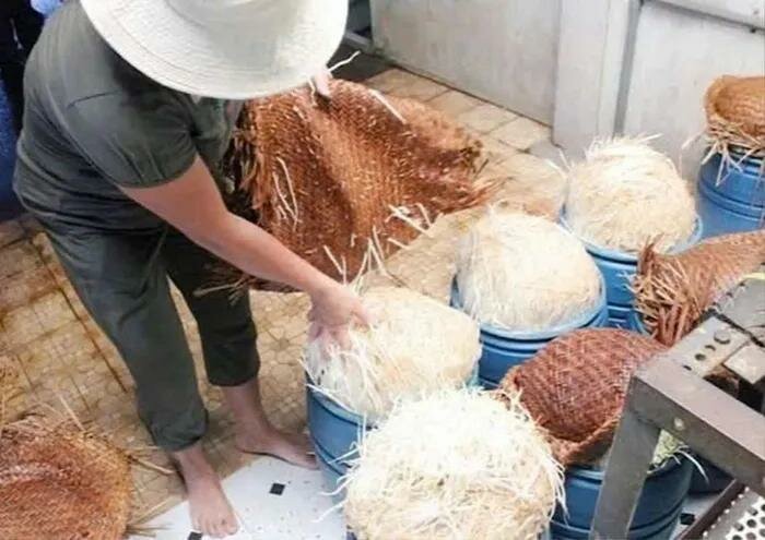 Tác dụng và nguồn gốc của nước kẹo trong 2.900 tấn giá đỗ