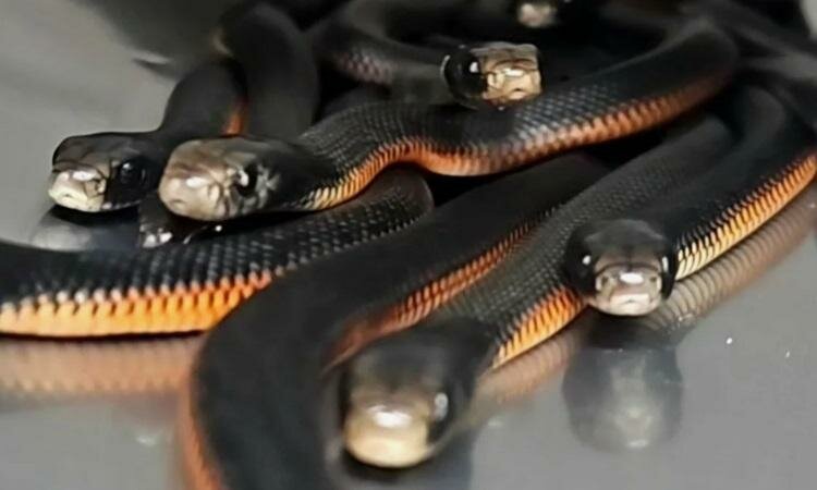 VNESnake-1738899153-1579-1738899279_jpg_75.jpg