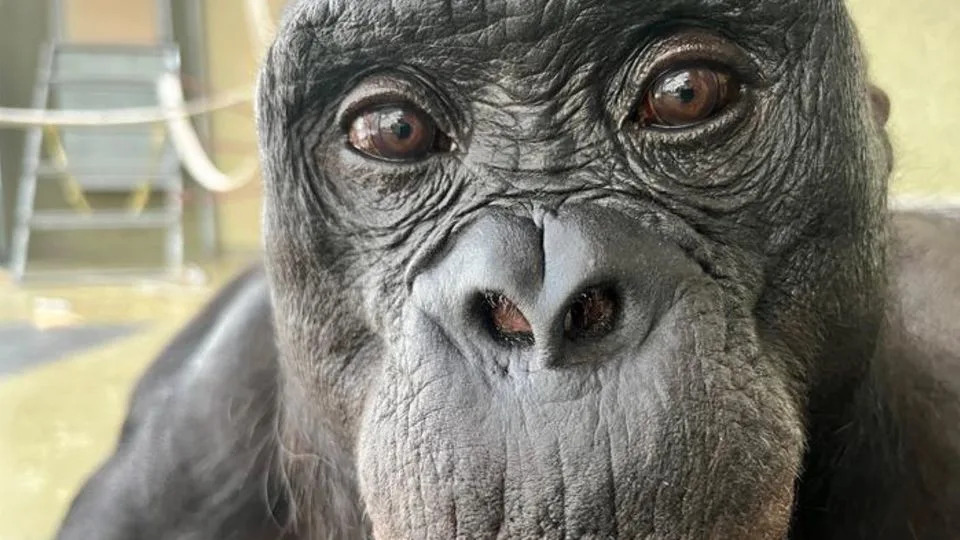 Kanzi, một chú bonobo khác tham gia vào nghiên cứu - Sáng kiến Ape/Đại học Johns Hopkins