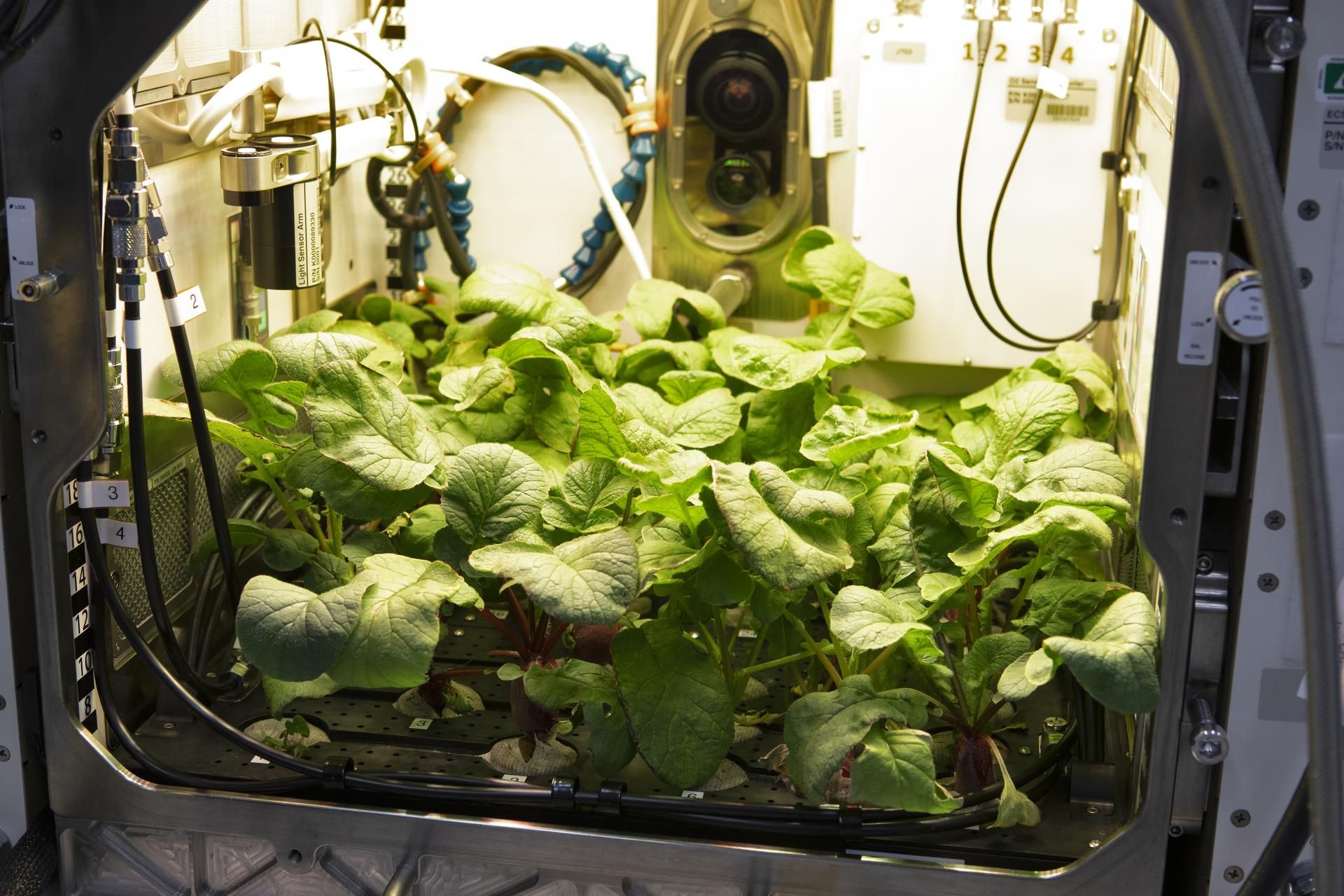 radish-plants-growing-inside-the-advanced-plant-habitat-aph.jpg